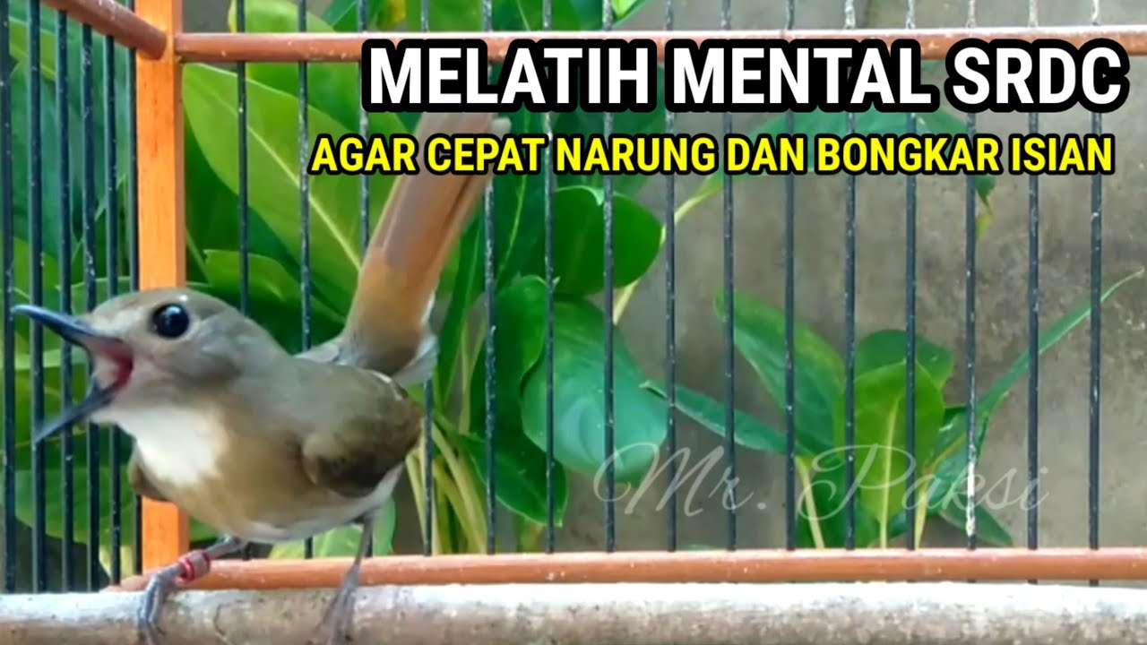 Pancingan SRDC Gacor Memicu Semua Srdc agar Keluar isian - srdc Bali Gacor