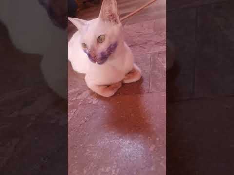 Cat has blown air on her face while having fun