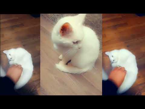 Cute cat play with me