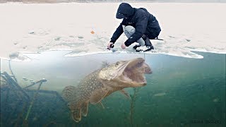 Подледный лов щуки на жерлицы