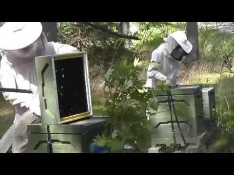 Skattning med biblås där efter myrsyrebehandling