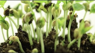 Midlands Non-profit Sowing Seeds for the Future