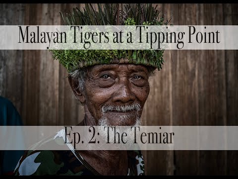 Photo Tutorial: How To Create a Photo Story: Malayan Tiger at a Tipping Point / Ep# 2