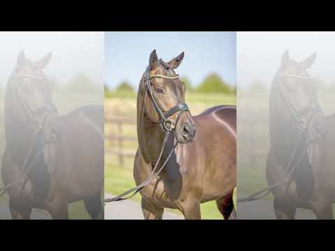 Patrizio *2015 - Gelding by Herzensdieb - Colon xx