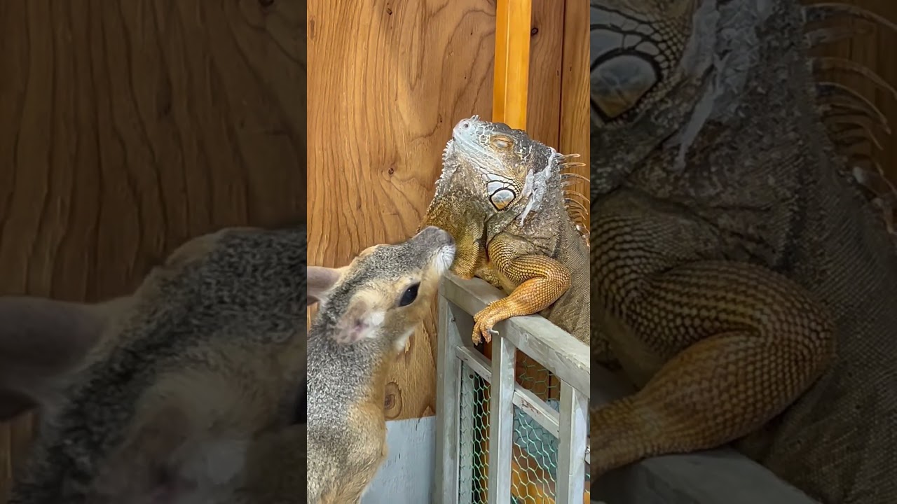 仲良しの証？イグアナをカミカミするマーラ♪#shorts #イグアナ #動物