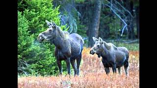 Four Seasons of Yellowstone