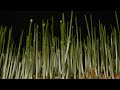 I Can Hear The Grass Grow The Blues Magoos #QuiverMusic #QuiverMusicPsychedelic
