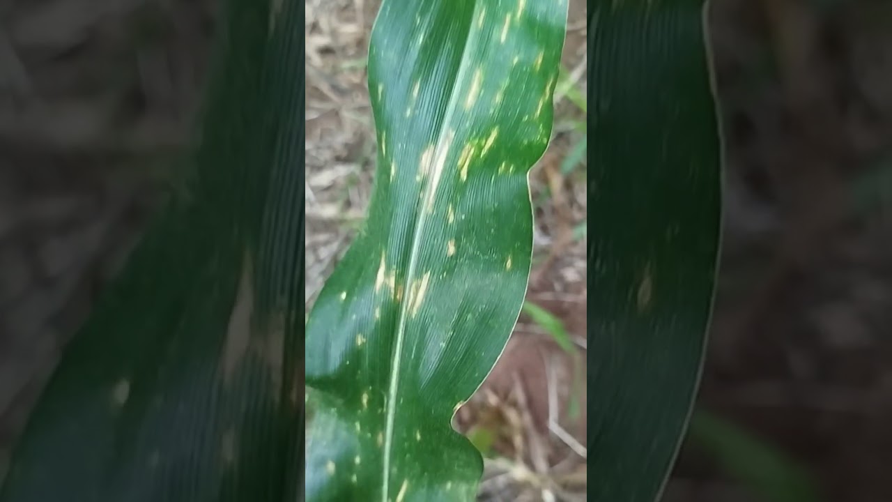 CERCOSPORIOSE OU BIPOLARIS.MAYDIS @agrontk