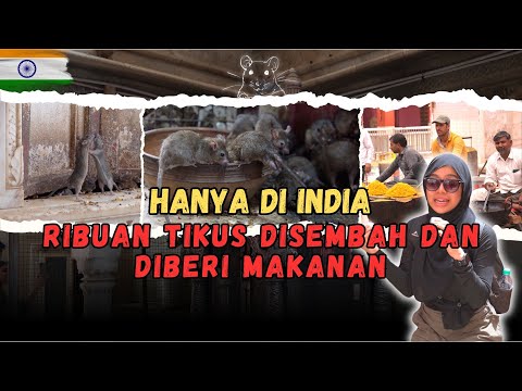 HANYA DI INDIA RIBUAN TIKUS DISEMBAH DAN DIBERI MAKANAN