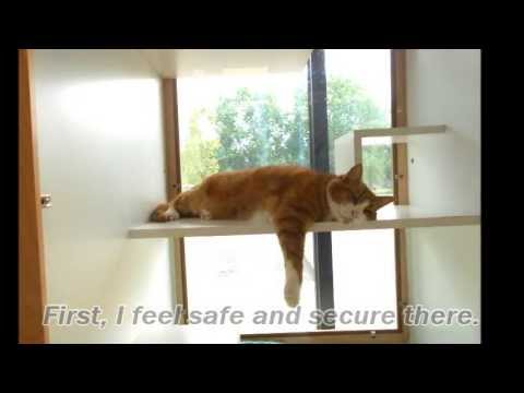 Cat Boarding: Why Cats like Luxury Boarding Facility, Wilsonville, OR