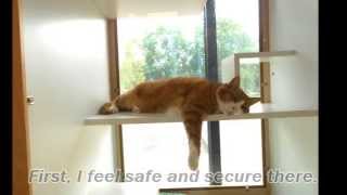 preview picture of video 'Cat Boarding: Why Cats like Luxury Boarding Facility, Wilsonville, OR'