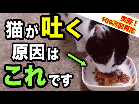 猫が黄色を吐く:原因と治療法
