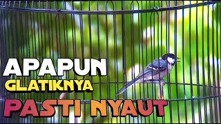 Download lagu Pancingan Glatik Batu Gacor Nembak Ngeplong Glatik Bahan Auto Ikut Ngeplong mp3