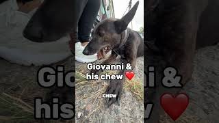 #RescueDog #RescueDogs #RescueDogLife #DogRescue #AnimalRescue #RescueAnimals #SecondChanceDogs