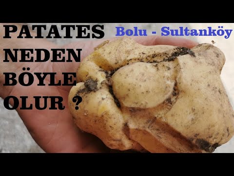 , title : 'Bolu - Patateste Şekil Bozukluğu Ve Çatlama Nasıl Önlenir - Patates Tarlasının Verimi Nasıl Artar'