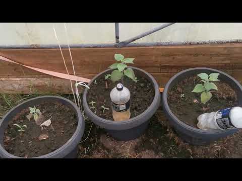 En titt i odlingstunneln denna vecka. växer det något? Har något dött?