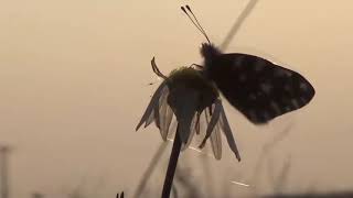 Nana Mouskouri, Our last song together, twofold