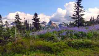 preview picture of video 'Paradise Meadows at Mt. Rainier'