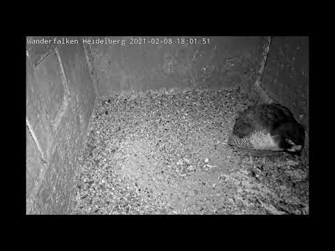 Wanderfalken Heidelberg Zephyr. 2021 02 08 180746