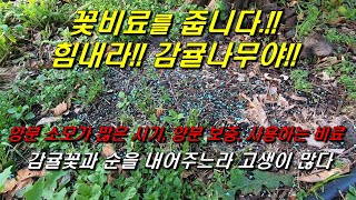감귤나무에게 꽃비료를 줍니다 : 꽃과 순을 내줘서 고마워!!^^