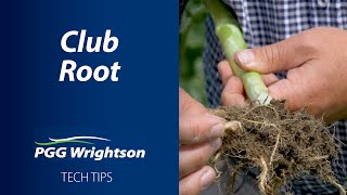 Club Root | PGG Wrightson Tech Tips