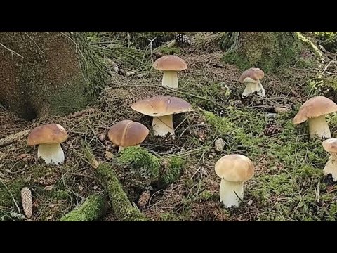 FUNGHI PORCINI | Spettacolo autunnale! TOP