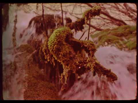 Canto Jo I La Muntanya Balla - Jan Garrido