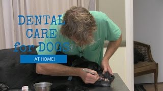 Dental Cleaning For Dogs At Home