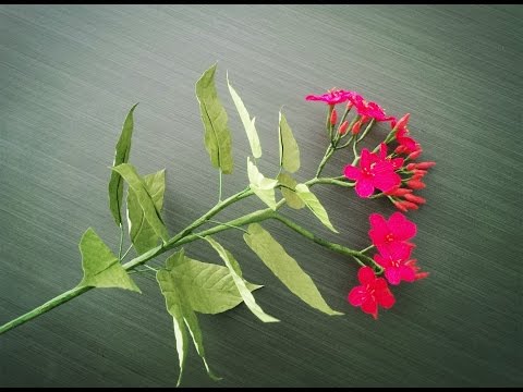 How To Make Jatropha Pandurifolia Paper Flower From Crepe Paper - Craft Tutorial