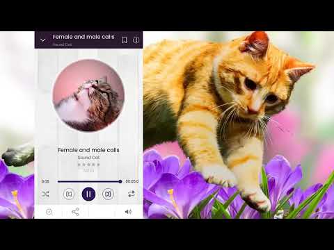 Cat Noises: Cat Meow Sound Video