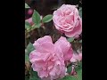 Nana Mouskouri - The last rose of summer  *Irish folk song(1805)