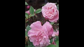 Nana Mouskouri - The last rose of summer  *Irish folk song(1805)