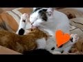 Gay Cats D