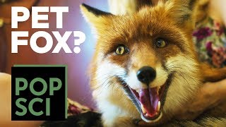 Can I Have A Pet Fox?