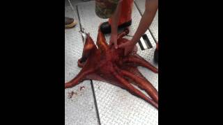 preview picture of video 'Octopus caught near Spruce Island, Alaska'