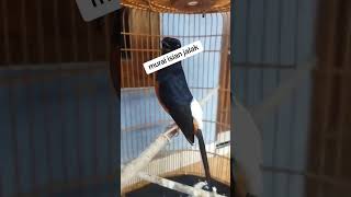 Download lagu murai isian jalak suren mantap juga #murai #kicaumania #burung mp3