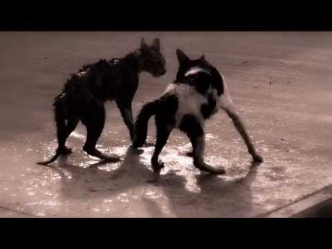 Ally Kyatt Jyung Gardjay [Britjam Soul Riddim]