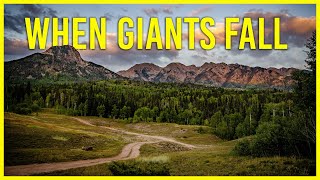 WE REMOVE A FEW TREES, SCRATCH SOME DOGS AND GET SOAKED