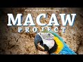 The Macaw Project Documentary