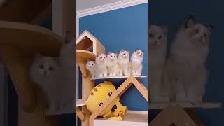 Download lagu Cute Cat #cutecat #cutecatshort #cuteanimals #kucing #kucinglucu #kucingimut mp3 Download lagu Cute Cat #cutecat #cutecatshort #cuteanimals #kucing #kucinglucu #kucingimut mp3