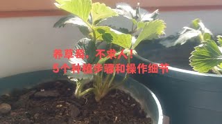 Download the video "自種草莓不求人！5個簡單步驟與詳細操作指南"