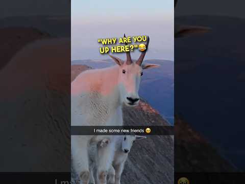 The most polite mountain goat EVER ❤️ #shorts