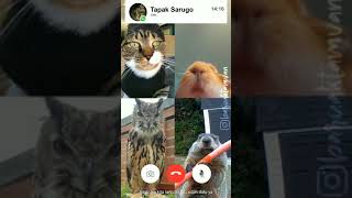 Download lagu BARUAK TAMVAN - VIDEO CALL VS EVERYBODY mp3