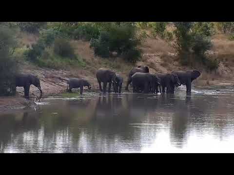 Djuma: Elephant herd gets a quick drink at the dam then moves off - 09:34 - 05/04/21