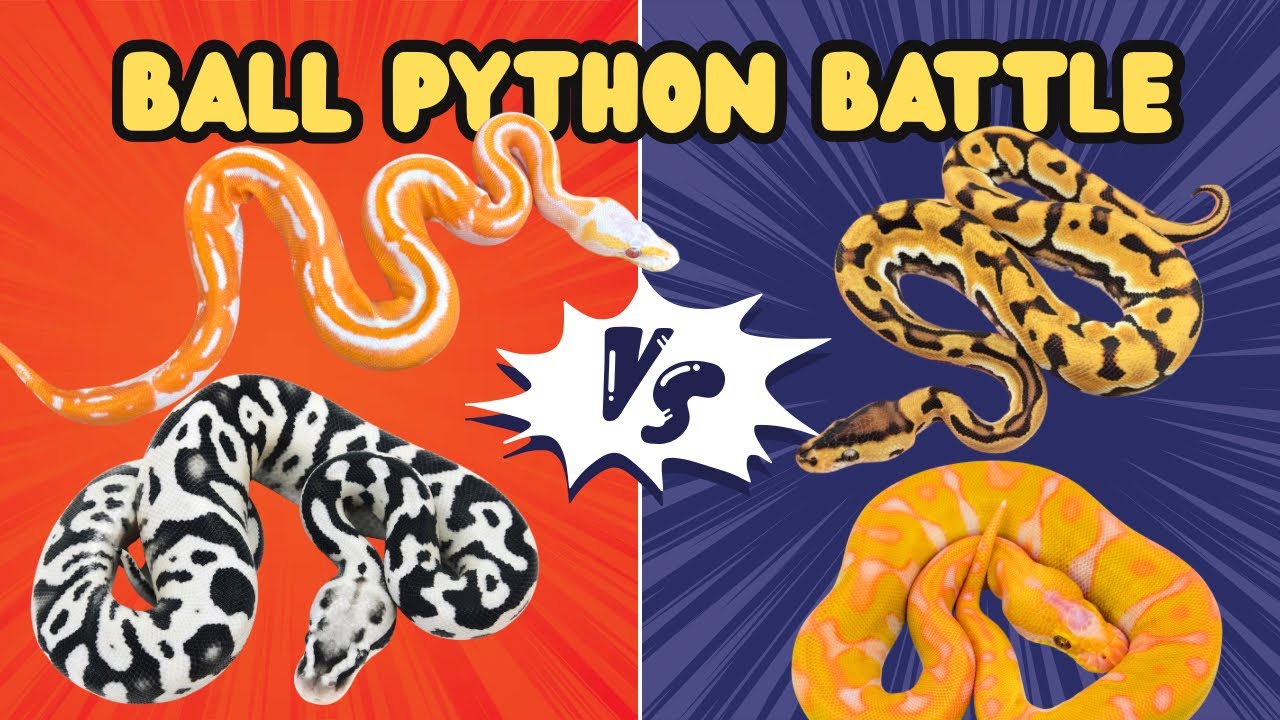 Which Ball Python Would You Keep In Your Collection!?!?
