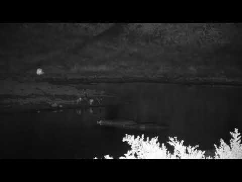 Djuma: Two Hippos in the dam - 01:40 - 04/04/19