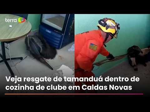 Tamanduá-bandeira é resgatado dentro de cozinha de clube em Caldas Novas (GO); veja