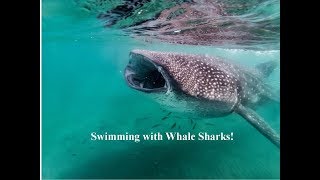 Swimming with Whale Sharks! [Mexico]