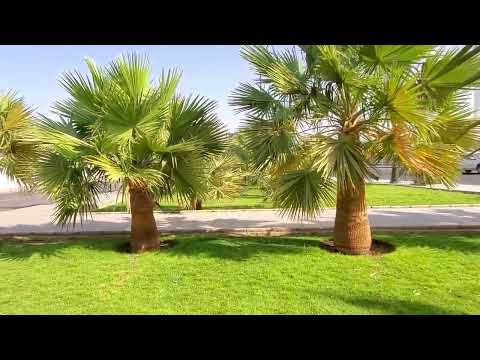 51. Njoftohu me Medinen - Xhamia Kuba