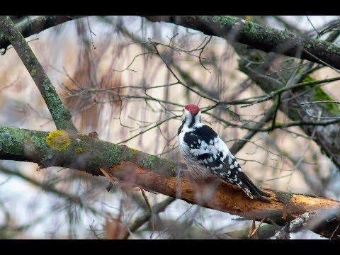 Redcap Woodpecker cleaning bad wood